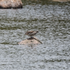 Malacorhynchus membranaceus at Moss Vale - 6 Jan 2021