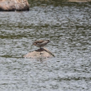 Malacorhynchus membranaceus at Moss Vale - 6 Jan 2021 11:55 AM