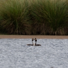 Podiceps cristatus (Great Crested Grebe) at Wingecarribee Local Government Area - 6 Jan 2021 by NigeHartley