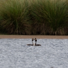 Podiceps cristatus (Great Crested Grebe) at Moss Vale - 6 Jan 2021 by NigeHartley