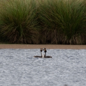 Podiceps cristatus at Moss Vale - 6 Jan 2021