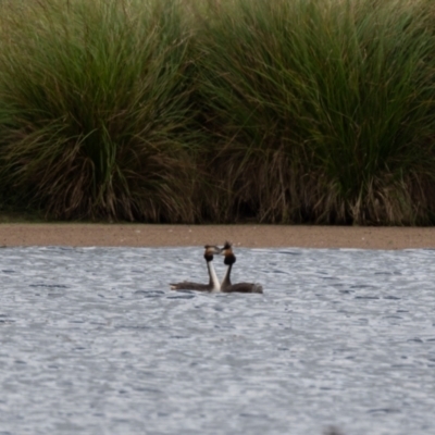 Podiceps cristatus (Great Crested Grebe) at Moss Vale, NSW - 6 Jan 2021 by NigeHartley