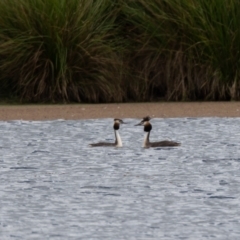 Podiceps cristatus at Moss Vale - 6 Jan 2021