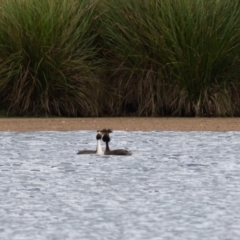 Podiceps cristatus at Moss Vale - 6 Jan 2021