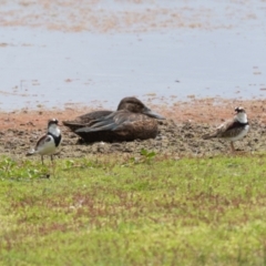 Spatula rhynchotis (Australasian Shoveler) at Moss Vale, NSW - 6 Jan 2021 by NigeHartley