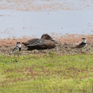 Spatula rhynchotis at Moss Vale - 6 Jan 2021