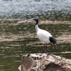 Threskiornis molucca (Australian White Ibis) at Wingecarribee Local Government Area - 6 Jan 2021 by NigeHartley