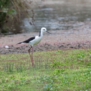 Himantopus leucocephalus at Moss Vale - 6 Jan 2021