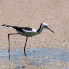 Himantopus leucocephalus at Moss Vale - 6 Jan 2021