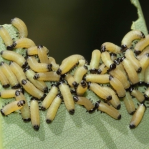 Paropsis atomaria at Acton, ACT - 12 Jan 2021