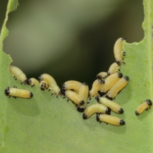 Paropsis atomaria at Acton, ACT - 12 Jan 2021