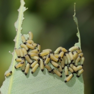 Paropsis atomaria at Acton, ACT - 12 Jan 2021