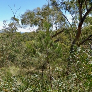 Allocasuarina littoralis at Yass River, NSW - 11 Jan 2021
