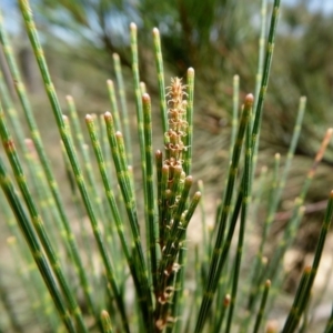 Allocasuarina littoralis at Yass River, NSW - 11 Jan 2021