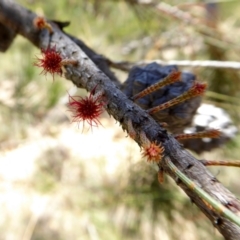 Allocasuarina littoralis at Yass River, NSW - 11 Jan 2021