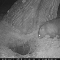 Vombatus ursinus (Common wombat, Bare-nosed Wombat) at Yass River, NSW - 8 Jan 2021 by SenexRugosus