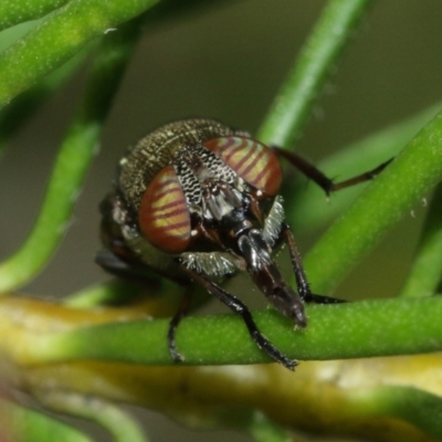 Stomorhina sp. (genus) (Snout fly) at ANBG - 12 Jan 2021 by TimL