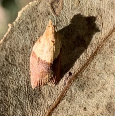 Epiphyas postvittana (Light Brown Apple Moth) at Murrumbateman, NSW - 11 Jan 2021 by SimoneC