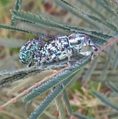 Chrysolopus spectabilis (Botany Bay Weevil) at Greenway, ACT - 13 Jan 2021 by MichaelBedingfield