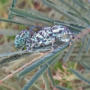 Chrysolopus spectabilis at Greenway, ACT - 13 Jan 2021