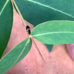 Sarothrocrepis civica (An arboreal 'ground' beetle) at Murrumbateman, NSW - 7 Jan 2021 by SimoneC