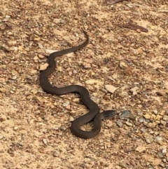 Drysdalia coronoides (White-lipped Snake) at Mount Clear, ACT - 7 Jan 2021 by kattykat