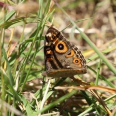 Junonia villida (Meadow Argus) at Upper Stranger Pond - 13 Jan 2021 by RodDeb