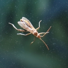 Melanacanthus scutellaris (Small brown bean bug) at Bonython, ACT - 13 Jan 2021 by RodDeb