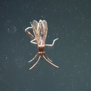 Melanacanthus scutellaris at Bonython, ACT - 13 Jan 2021