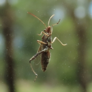 Melanacanthus scutellaris at Bonython, ACT - 13 Jan 2021