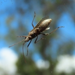 Melanacanthus scutellaris at Bonython, ACT - 13 Jan 2021