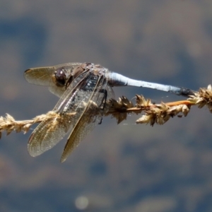 Orthetrum caledonicum at Bonython, ACT - 13 Jan 2021