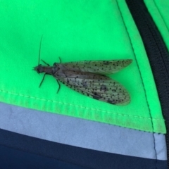 Archichauliodes (Riekochauliodes) guttiferus (Dobsonfly or Fishfly) at Mount Clear, ACT - 8 Jan 2021 by kattykat