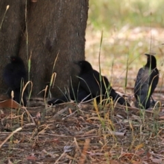 Corcorax melanorhamphos (White-winged Chough) at Bonython, ACT - 13 Jan 2021 by RodDeb