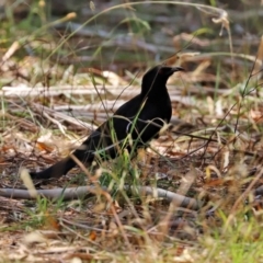 Corcorax melanorhamphos at Bonython, ACT - 13 Jan 2021