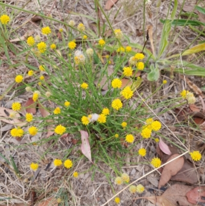 Calotis lappulacea (Yellow Burr Daisy) at Cook, ACT - 13 Jan 2021 by drakes