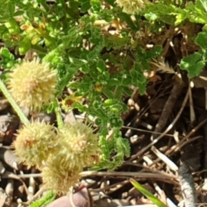 Calotis lappulacea at Cook, ACT - 13 Jan 2021 08:41 AM