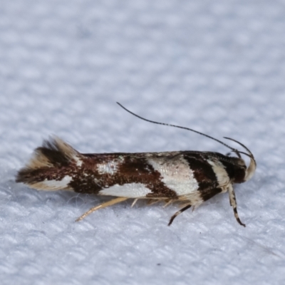 Macrobathra desmotoma ( A Cosmet moth) at Melba, ACT - 1 Jan 2021 by kasiaaus