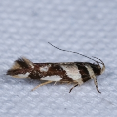 Macrobathra desmotoma ( A Cosmet moth) at Melba, ACT - 31 Dec 2020 by kasiaaus