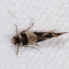 Macrobathra desmotoma at Melba, ACT - 1 Jan 2021