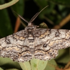 Cleora displicata (A Cleora Bark Moth (Boarmiini) at Melba, ACT - 1 Jan 2021 by kasiaaus