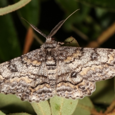Cleora displicata (A Cleora Bark Moth) at Melba, ACT - 31 Dec 2020 by kasiaaus
