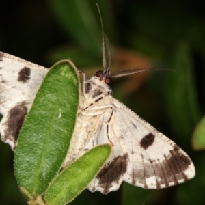 Cleora displicata at Melba, ACT - 1 Jan 2021