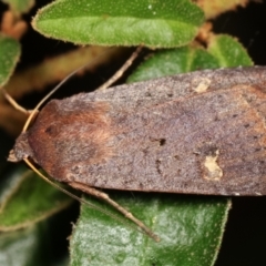 Diarsia intermixta (Chevron Cutworm, Orange Peel Moth.) at Melba, ACT - 31 Dec 2020 by kasiaaus