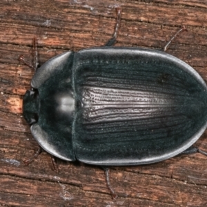 Pterohelaeus piceus at Melba, ACT - 1 Jan 2021 01:03 AM