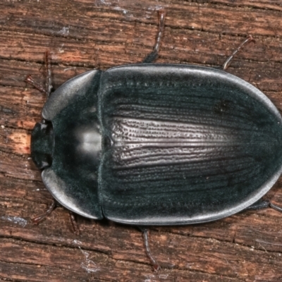 Pterohelaeus piceus (Pie-dish beetle) at Melba, ACT - 31 Dec 2020 by kasiaaus