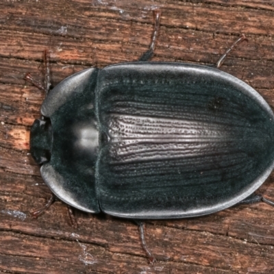 Pterohelaeus piceus (Pie-dish beetle) at Melba, ACT - 1 Jan 2021 by kasiaaus