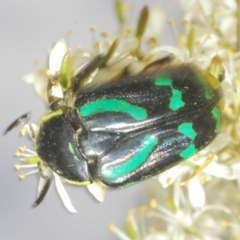 Chlorobapta frontalis (A flower scarab) at Mt Gladstone Reserves, Cooma - 13 Jan 2021 by Harrisi
