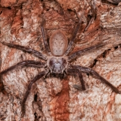 Isopeda canberrana (Canberra Huntsman Spider) at Melba, ACT - 31 Dec 2020 by kasiaaus