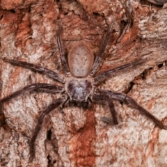 Unidentified Huntsman spider (Sparassidae) (TBC) at Melba, ACT - 31 Dec 2020 by kasiaaus